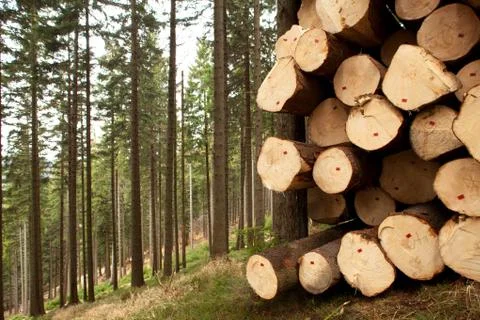 Tree felling Stock Photos