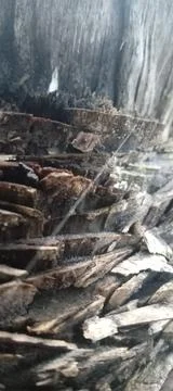 Tree felling Stock Photos