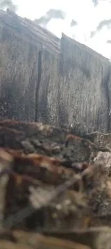 Tree felling Stock Photos