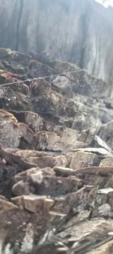 Tree felling Stock Photos