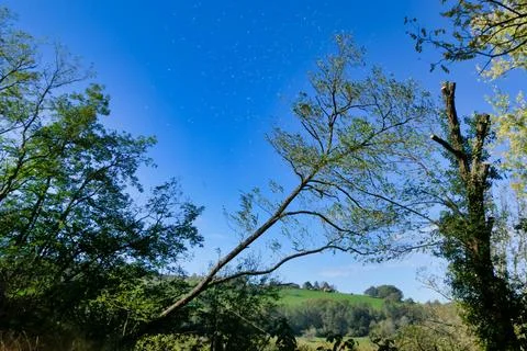 Tree Felling. Stock Photos