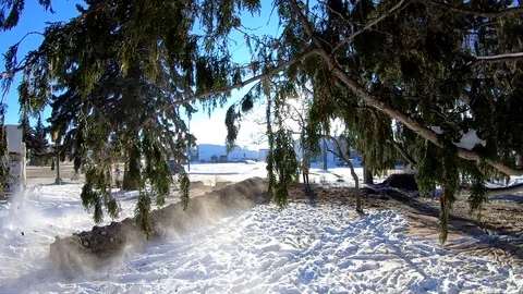 Tree Felling Of Spar 스톡 동영상 86535684