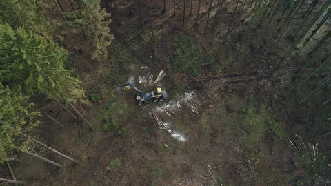 Tree felling works in the forest Видео 120803824