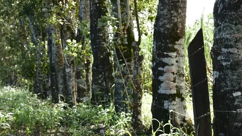 Tree fence Stock Footage 126558010
