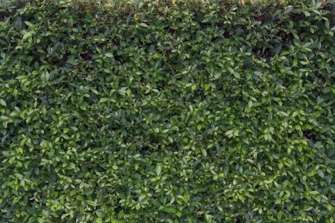 Tree fence Stock Photos