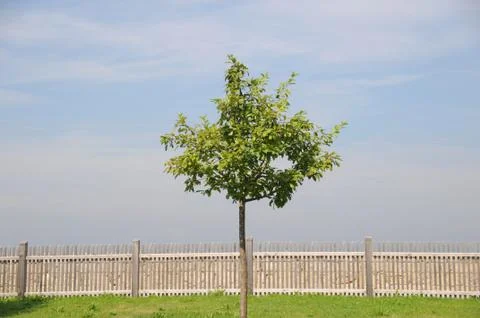 Tree at fence Stock Photos