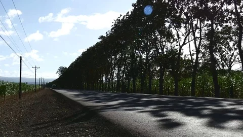 Tree fence with traffic Stock Footage 126558002