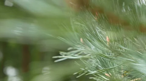 Tree fern branches move gently Stock Footage 62167930