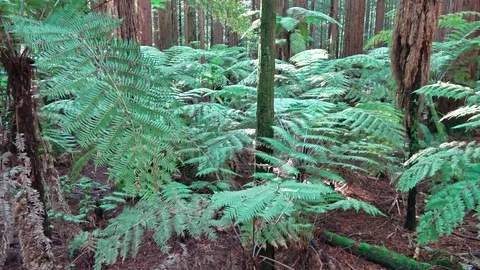 Tree fern Video stock 113708077