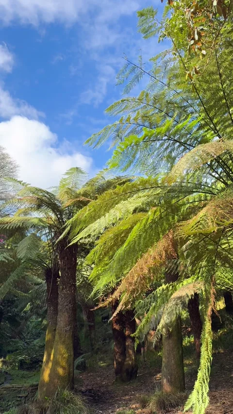 Tree fern forest canopy with moss-covered trunks Stock Footage 336581389