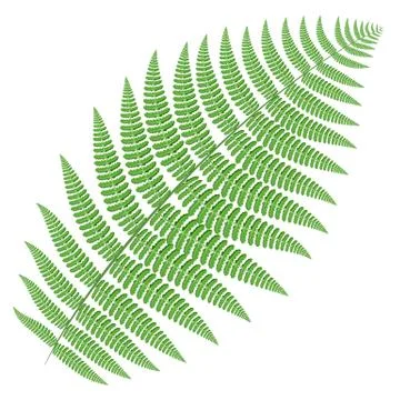 Tree fern Stock Illustration