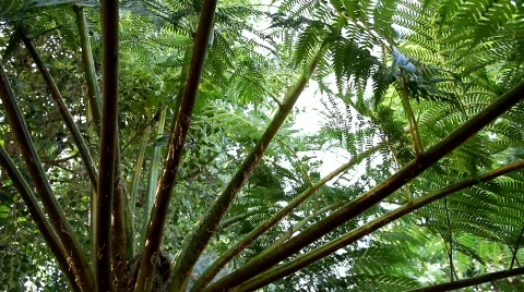 Tree fern pan Stock Footage 878785