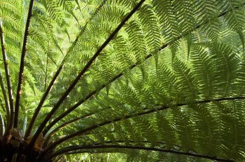 Tree Fern Stock Photos