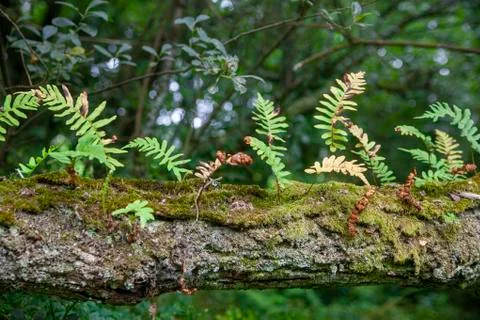 A tree with a fern Stock Photos