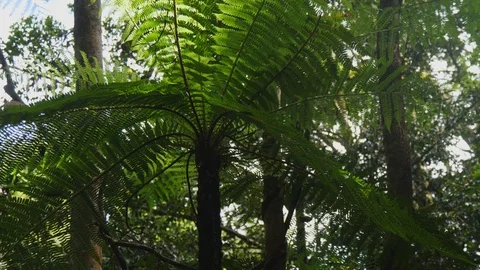 Tree Fern in the Rainforest Stock Footage 88566020