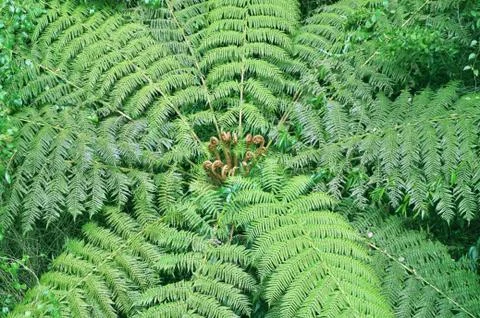 Tree fern in rainforest` Foto stock