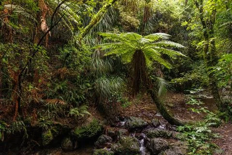 Tree Fern in stream Stock Photos