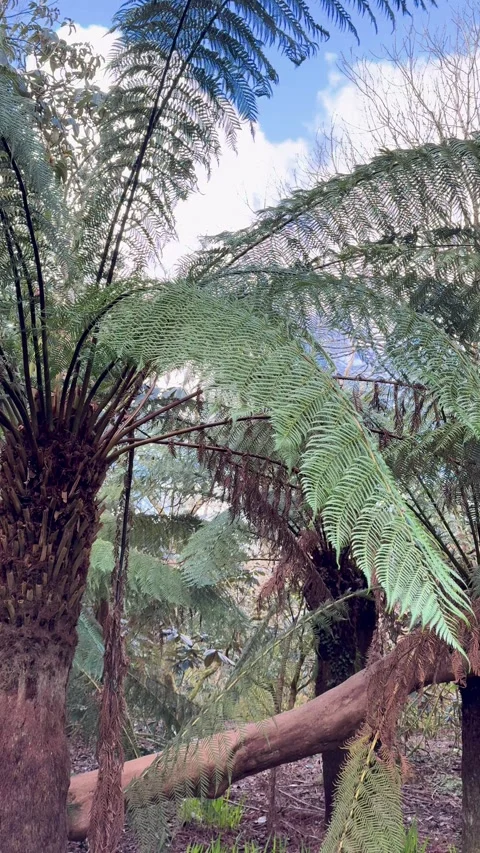 Tree ferns in lush forest canopy Stock Footage 336581639