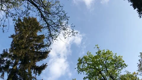 Tree with a few leaves is in the foreground Stock Footage 304675807