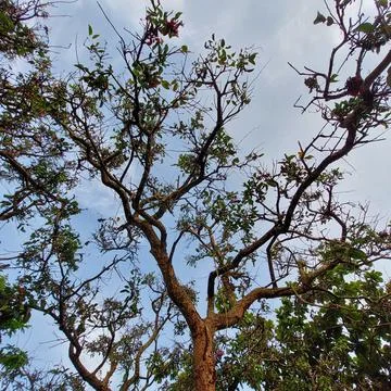 Tree with few leaves, seen from below Stock Photos