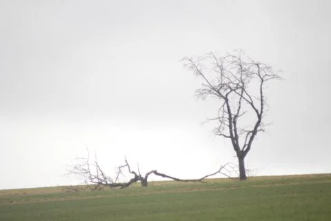 Tree on field 1 Фото