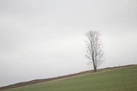 Tree on field 2 Foto stock
