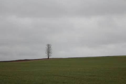 Tree on field 3 Фото