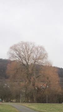 Tree on field 4 Фото