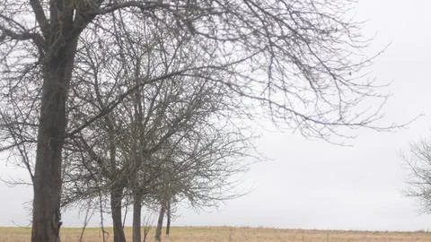 Tree on field 5 Фото