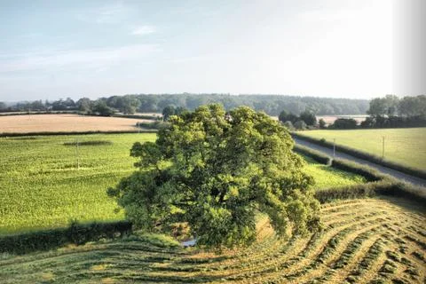 Tree in a field from above Foto stock