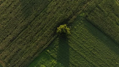Tree in the field from abowe. Stockbeeldmateriaal 272621449