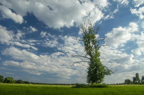 Tree in a field against a cloudy sky. Foto stock