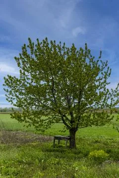 Tree in a field against the sky Foto stock