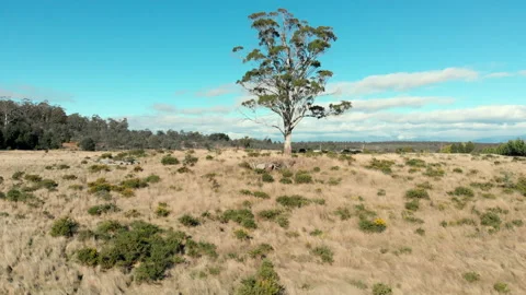 A tree in a field, all alone, 4K aerial Stock Footage 154523128