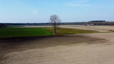 Tree in a field alone Stock Footage 150975368