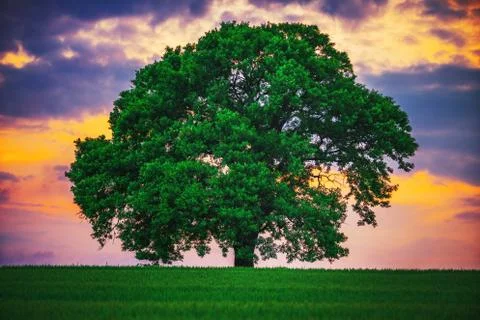 Tree in the field and dramatic clouds in the sky Foto stock