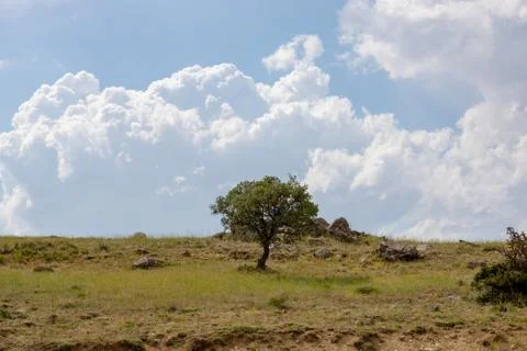 A tree in the field and dramatic clouds Foto stock