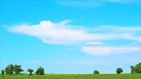 Tree in the field and white heap cloud on blue sky background on the summer Stock Footage 338216232