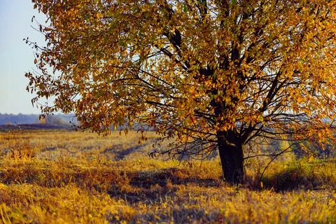 Tree in the field in autumn Stock Photos