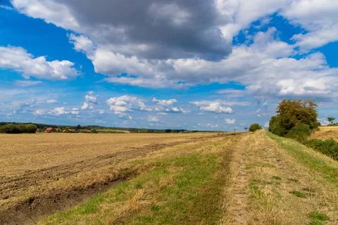 Tree in a field in the background a forest Stock Photos