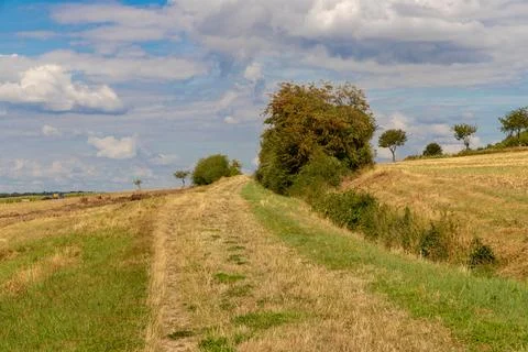 Tree in a field in the background a forest Stock Photos