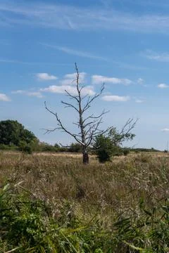 A tree in a field with a blue sky in the background Stock Photos