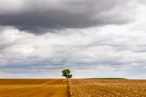 Tree on Field with Clouds Auxerre Stock Photos