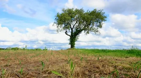 Tree in Field of Clouds - Timelapse Dolly Stock Footage 11059854