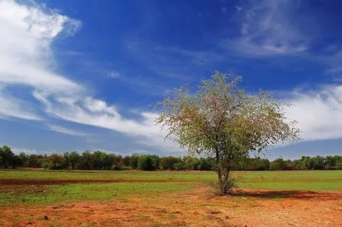 Tree on field with cloudy blue sky Stock Photos