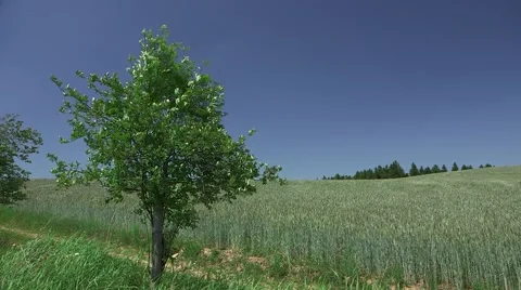 Tree, Field Corn, Summer Landscape Stock Footage 47736184