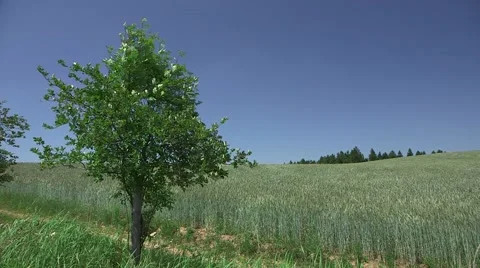 Tree, Field Corn, Summer Landscape Stock Footage 47736229
