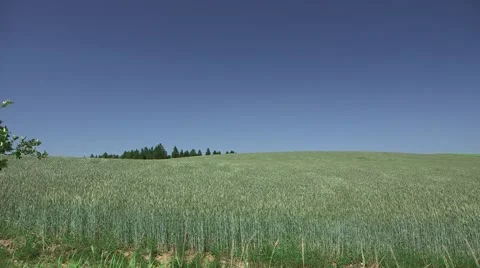 Tree, Field Corn, Summer Landscape Stock Footage 47736286