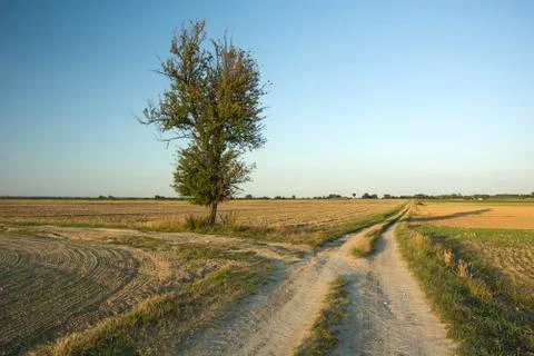 Tree in a field at a crossroads Stock Photos