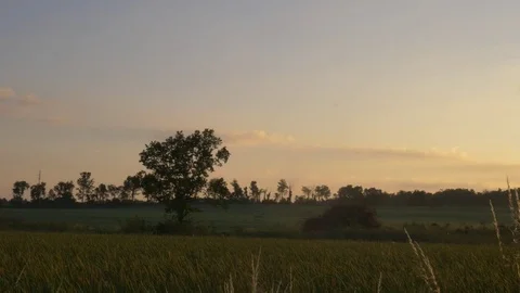Tree in Field during Sunrise 스톡 동영상 78691008